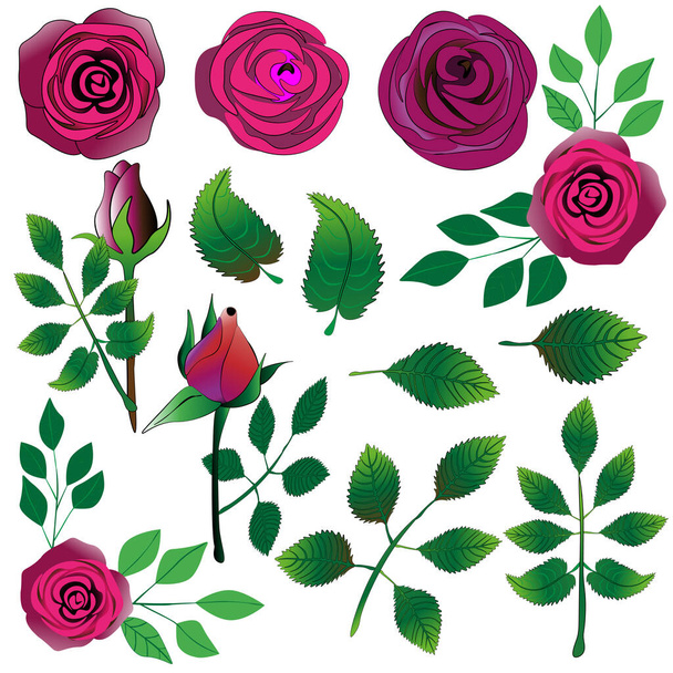 Clipart, wektor. Zestaw różowych róż i zielonych liści, izolowane na białym tle. - Wektor, obraz