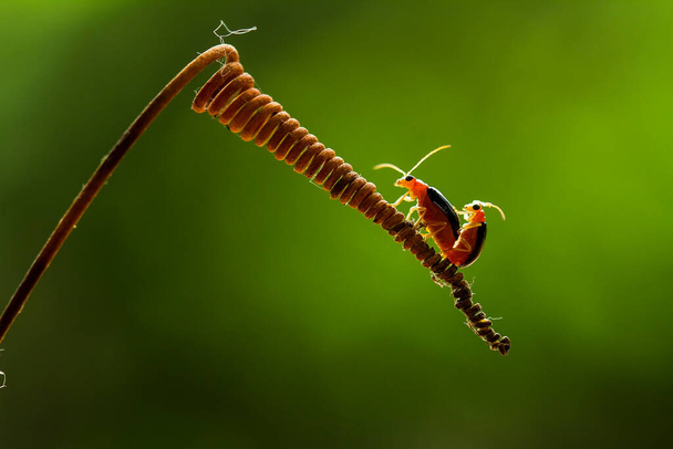 Есть очень разные типы насекомых, которые существуют на этой земле, большинство из них являются средней пищевой цепью, хотя и небольшие, но очень полезные. увековечивать их на фотографиях чудесно.. - Фото, изображение