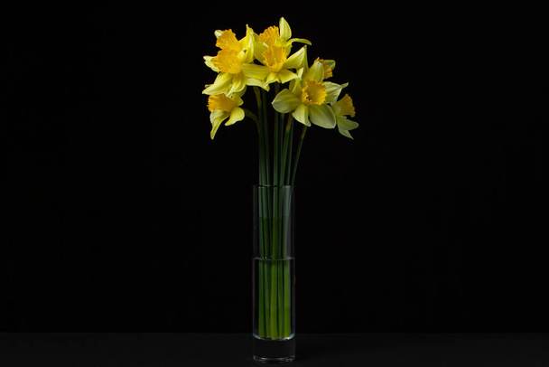 Narzissen auf schwarzem Hintergrund. Gelbe Blumen in einer Glasvase auf dunklem Hintergrund. Erste Frühlingsblumen - Foto, Bild
