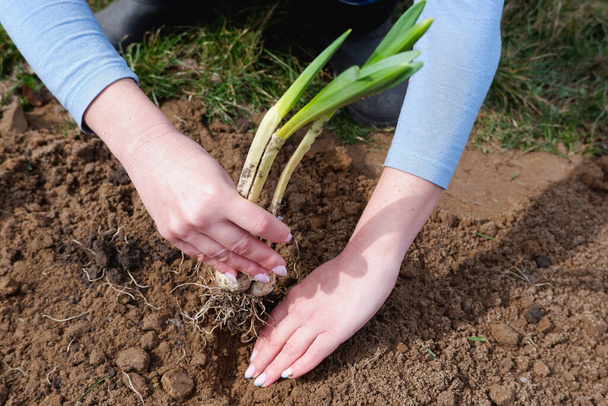 Planting daffodil flower seedlings in the spring. Woman doing spring work in the garden. Close-up on plants and hands. - Photo, Image