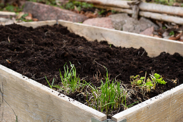 Close up de caixa de plantador cheio de solo orgânico e algumas plantas de salsa e cebolinha crescendo na caixa de madeira ao ar livre no jardim. - Foto, Imagem