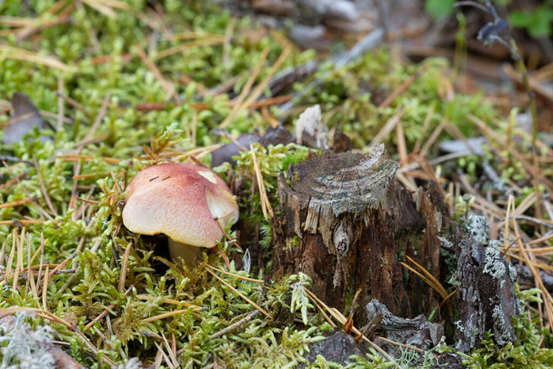 Plums and custard, Tricholomopsis rutilans growing among moss in confierous environment - Photo, Image