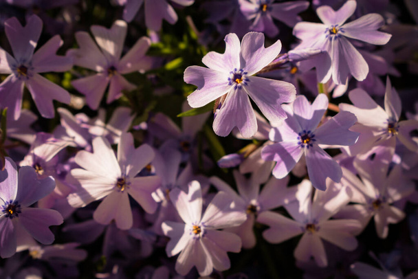 Florecimiento púrpura Moss lecho de flores flojo bajo el sol brillante - Foto, Imagen