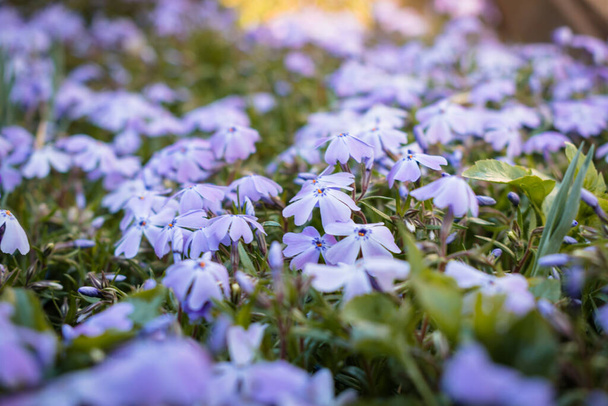 Blühende lila Moosphlox-Beete unter strahlendem Sonnenschein - Foto, Bild