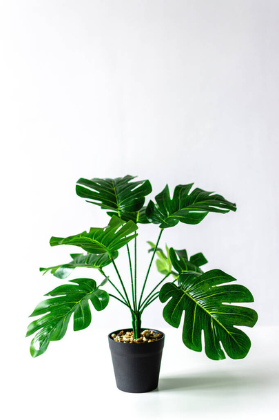 Monstera flower in a black pot on a white background. - Photo, image