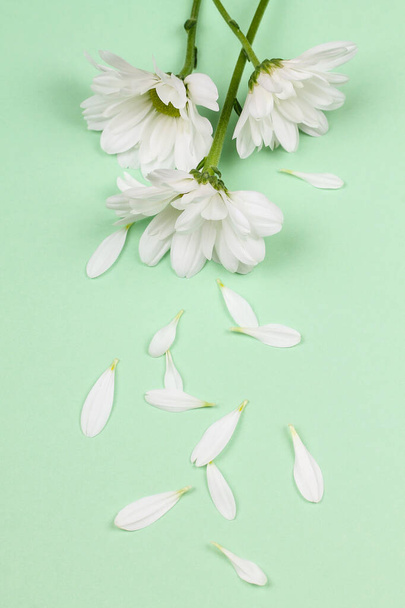 Yeşil arka planda beyaz yapraklı üç çiçek..  - Fotoğraf, Görsel
