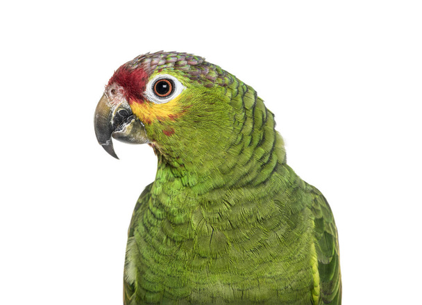 Close-up of a Red-lored amazon - Foto, imagen