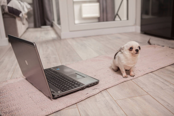 Grappig klein chihuahua kijkt bang zittend voor de laptop - Foto, afbeelding