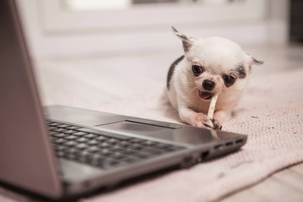 CUte perro chihuahua diminuto disfrutando comer hueso de tratar perro delante de la computadora - Foto, Imagen