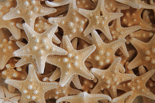texture du littoral (fond d'étoile de mer
)  - Photo, image