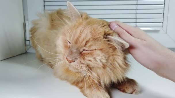 A man scratches and strokes a red cat lying - Footage, Video