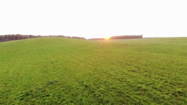 Tiro de um drone de uma jovem em um casaco de trincheira preta andando através de um enorme campo verde contra o pôr do sol de pano de fundo - Filmagem, Vídeo