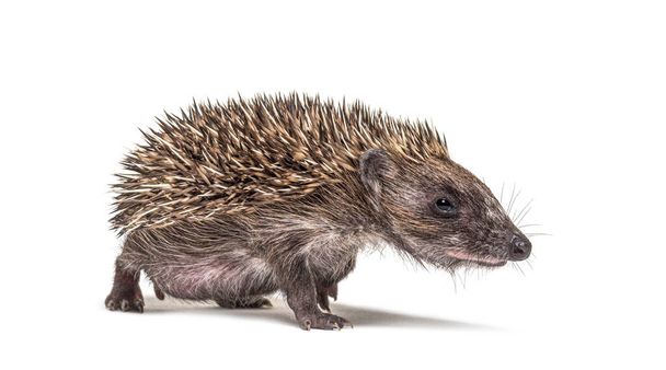 Walking Young European hedgehog looking at the camera, isolated on white - Photo, Image