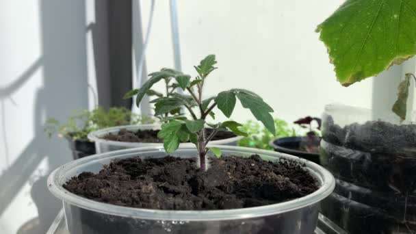 Tenga cuidado de las plántulas de tomate jóvenes en el alféizar de la ventana, jardín de primavera, plantación, siembra, cultivo de verduras orgánicas. 4k. Plántulas jóvenes en macetas y cajas en ventana blanca. - Metraje, vídeo