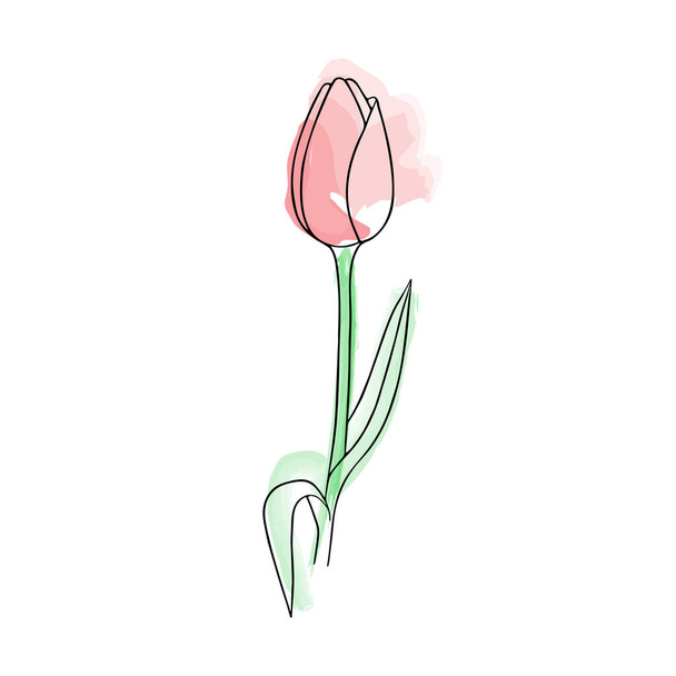 Flor dibujada a mano, tulipán. Boceto botánico simple, línea, dibujo floral, minimalismo.Estilo Doodle con pinceladas de imitación de acuarela. Aislado sobre un fondo blanco. Ilustración vectorial. - Vector, imagen