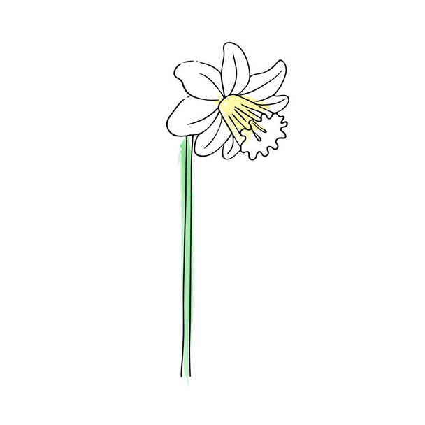 Flor desenhada à mão, narciso. Esboço botânico simples, linha, desenho floral, minimalismo. Doodle estilo com pinceladas de imitação aquarela. Isolado em um fundo branco.Ilustração vetorial. - Vetor, Imagem
