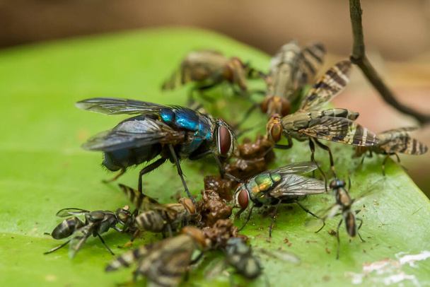 Er zijn zeer verschillende soorten insecten die bestaan op deze aarde, de meeste van hen zijn de middelste voedselketen, hoewel klein, maar zeer nuttig. vereeuwigen op foto 's is prachtig. - Foto, afbeelding
