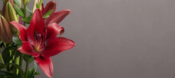 lilium Orient red flower with space for text in banner format - Foto, Bild