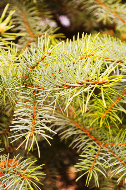 ooit-groene fir takken - Foto, afbeelding