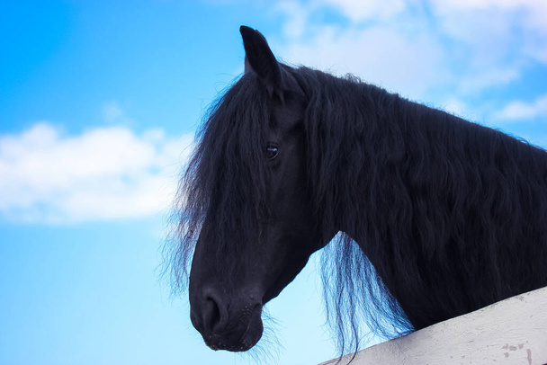 Krásný černý havraní kůň stojící v ohradě proti modré obloze. Silueta klisny s dlouhými vlasy, luxusní hříva za slunečného dne. Bílý dřevěný plot. Farmářská zvířata. Den ochrany koní.  - Fotografie, Obrázek