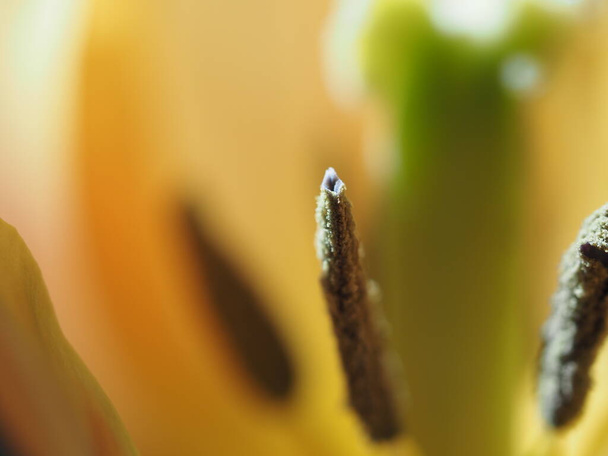 Tulpe Blume isoliert auf schwarzem Hintergrund - Foto, Bild