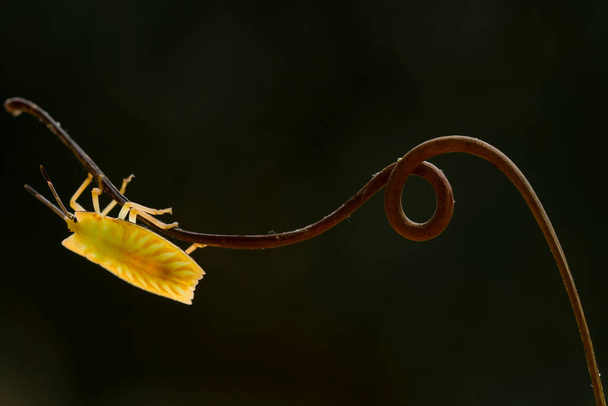 Istnieją bardzo różne rodzaje owadów, które istnieją na tej ziemi, większość z nich jest środkowym łańcuchem pokarmowym, chociaż małe, ale bardzo przydatne. Uwiecznienie ich na zdjęciach jest cudowne.. - Zdjęcie, obraz