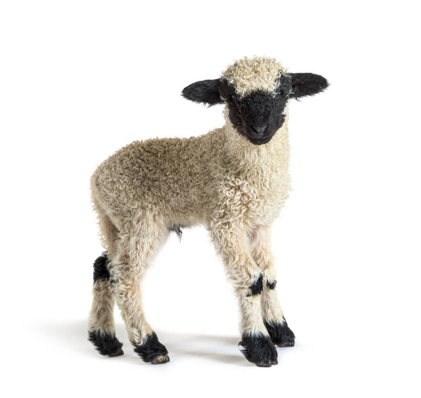 Профиль очаровательного барашка Вале Blacknose овец три недели назад - Фото, изображение