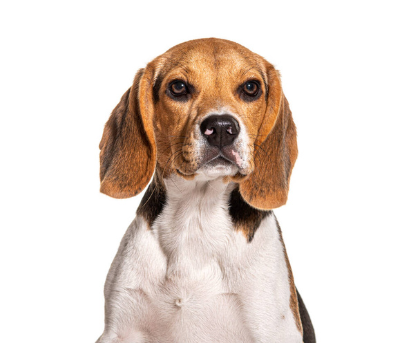Beagle Head tiro, isolado em branco - Foto, Imagem