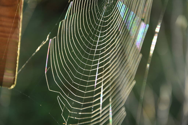 una tela de araña cerca de un viejo cobertizo de jardín reflejando rayos de sol - Foto, imagen