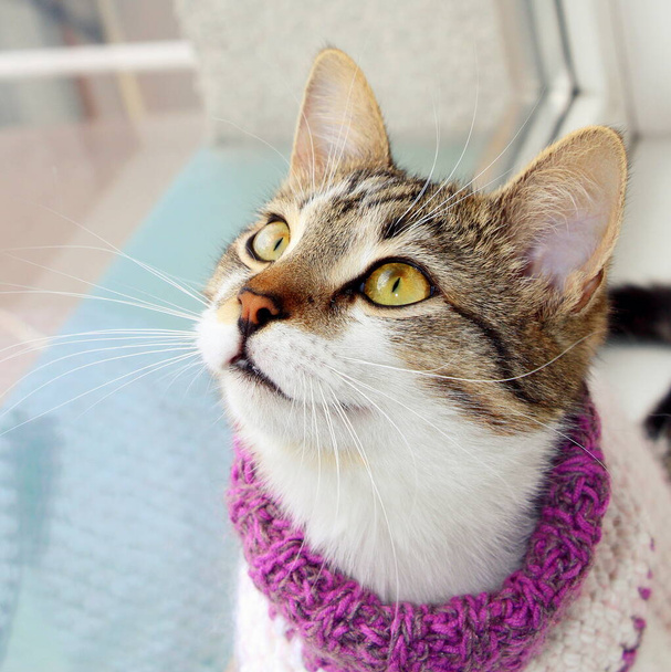 Μια χαριτωμένη γάτα με πλεκτό πουλόβερ με ψηλό γιακά κάθεται δίπλα στο παράθυρο. Αστείο κατοικίδιο με ρούχα.. - Φωτογραφία, εικόνα