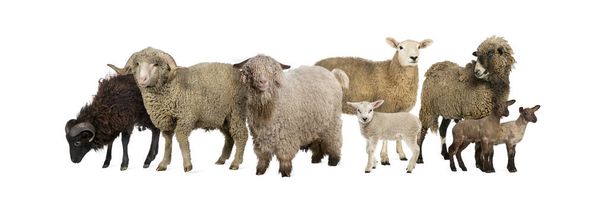 Group of many goats and sheep in a row, isolated - Photo, Image