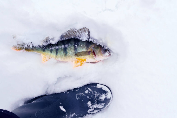 Prise perche commune de poisson, la perche européenne se trouve sur la glace de la rivière. Pêche sur glace. - Photo, image