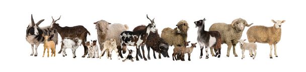 Bir sürü keçi ve koyun bir arada. - Fotoğraf, Görsel