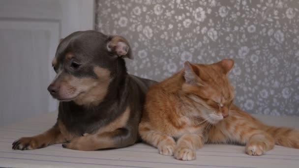 Katze und Hund schlafen zusammen auf dem Bett. Katz-und-Hund-Freundschaft. Haustiere Katze Hund. 4K - Filmmaterial, Video