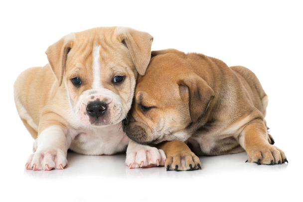 Two old english bulldog puppies isolated on white - 写真・画像