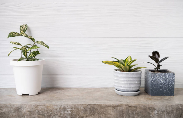 Huonekasvit ilmanpuhdistin puu Ficus Elastica Burgundy tai kumi kasvi, Dracaena surculosa ja käärme kasvi moderni kontti betonipöydällä valkoinen puinen seinä tausta - Valokuva, kuva