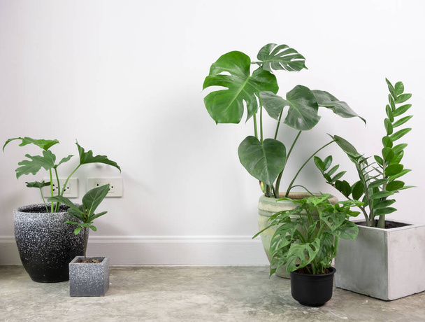 Διάφορα φυτά σπιτιού σε μοντέρνο κομψό containeron σε τσιμεντένιο πάτωμα σε λευκό δωμάτιο, φυσικό αέρα ir καθαρίσει με Monstera, philodendron selloum, Aroid παλάμη, Zamioculcas zamifolia, Ficus Lyrata - Φωτογραφία, εικόνα