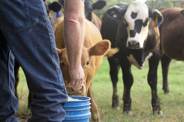 Farmer Feeding His Baby Cows from a Blue Bucket - Photo, Image