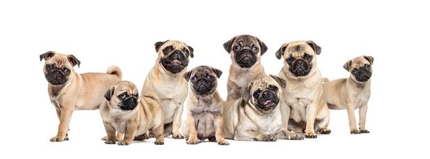 Group of pugs young and adult in a row, isolated on white - Photo, Image