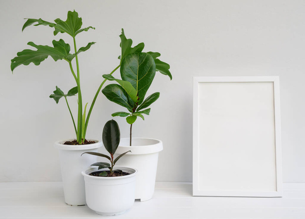 Mock up photo frame and house plants in modern stylish container on white wooden table in white room interior,natural air purify with Philodendron selloum,Rubber plant,Ficus Lyrata - Foto, Imagem