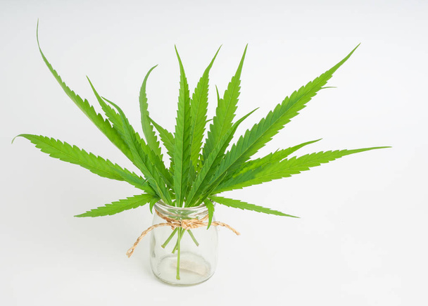 Beyaz arka planda cam vazoda taze esrar marihuana yeşil yaprakları  - Fotoğraf, Görsel