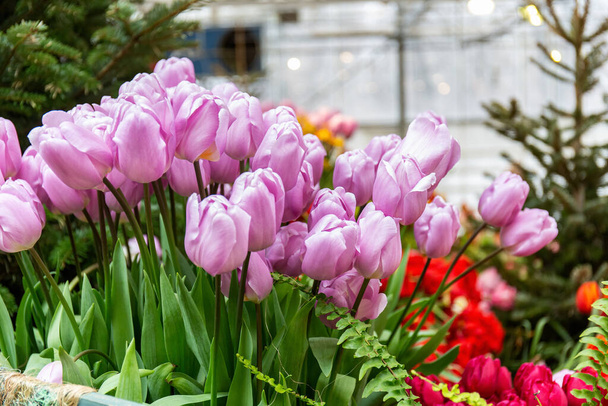 Hermosos tulipanes púrpura pálido en primer plano sobre el fondo de tulipanes multicolores y árboles de Navidad en exhibición en el invernadero cerrado del jardín botánico - Foto, imagen