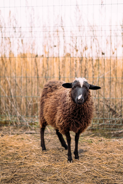 Egy barna, bolyhos bárány portréja áll egy karámban a kerítés mellett. Háztartások, állatsimogatók - Fotó, kép