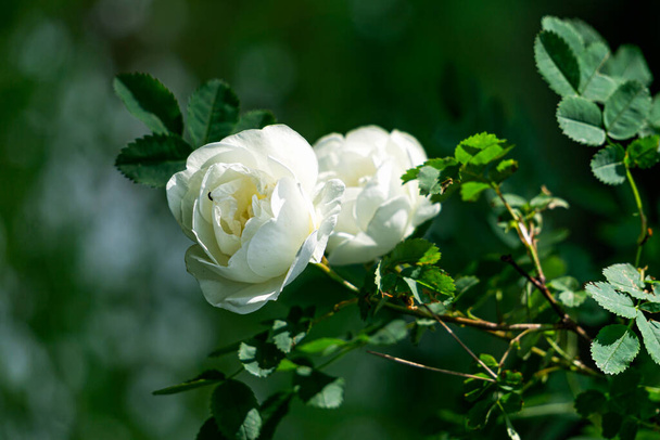 Witte bloemen bush wilde roos heupen zomer tuin bokeh effect - Foto, afbeelding
