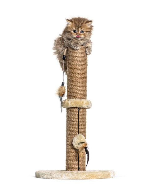 British longhair cat playiong on a cat trees - Photo, Image