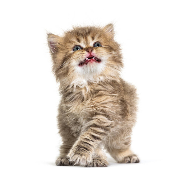 Kissanpentu brittiläinen longhair mewing ja katselee ylös  - Valokuva, kuva