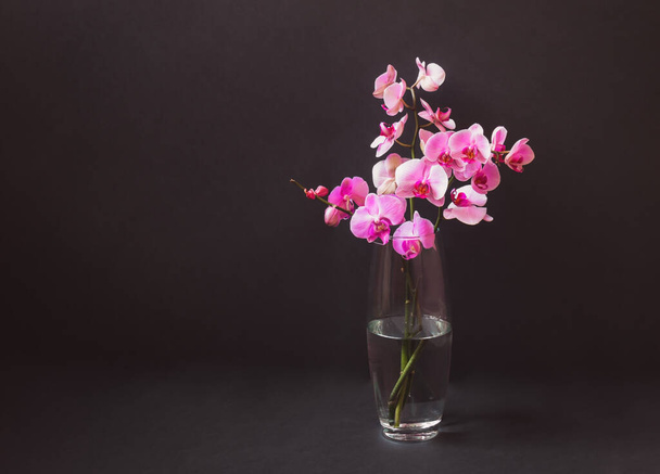 Purple orchid in glass vase on dark background. View with copy space. - Valokuva, kuva
