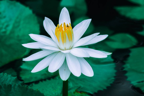 Flor de loto blanco en el lak - Foto, imagen