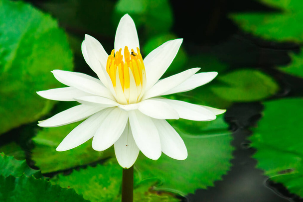 White lotus flower in the lak - Photo, Image