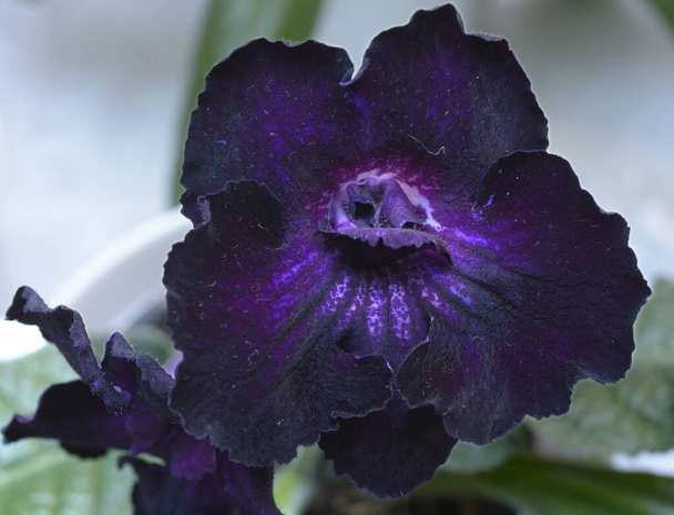 Gros plan de violettes violettes fleurissent sur un fond flou. - Photo, image